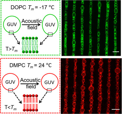 Response of Giant Unilamellar Vesicles (GUVs) in Acoustic Field Issue ,
