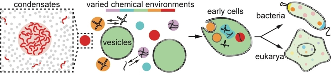 Biomolecular Condensates: From Bacterial Compartments to Incubator Spaces of Emergent Chemical Systems in Matter-to-Life Transitions Issue 4, 2024