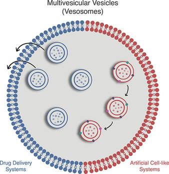 Multivesicular Vesicles: Preparation and Applications Issue 2, 2021