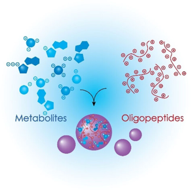 Complex Coacervation and Compartmentalized Conversion of Prebiotically Relevant Metabolites**
Issue 4, 2022