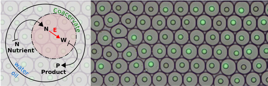 High-Throughput Synthesis and Screening of Functional Coacervates Using Microfluidics Issue 6, 2020
