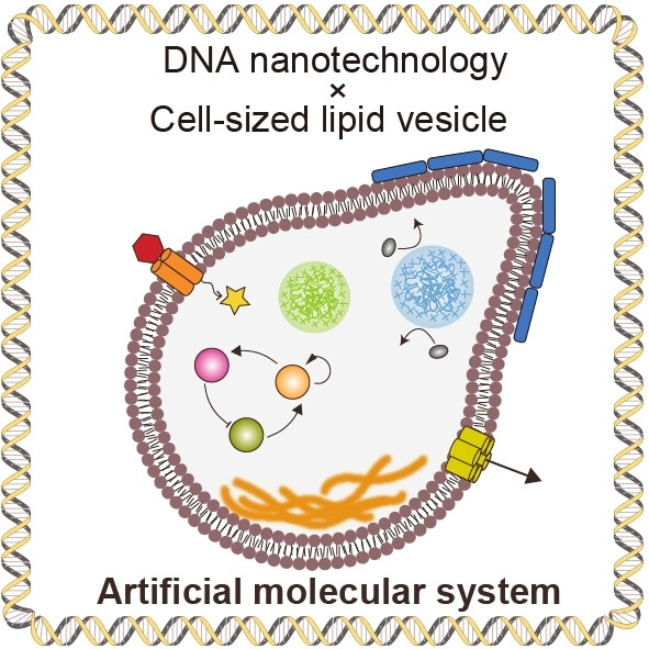 Artificial Molecular Systems for Complex Functions Based on DNA Nanotechnology and Cell-Sized Lipid Vesicles Issue 4, 2024