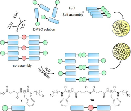 Chemically Fuelled Self-Regulating Gel-to-Gel Transition Issue 1, 2020