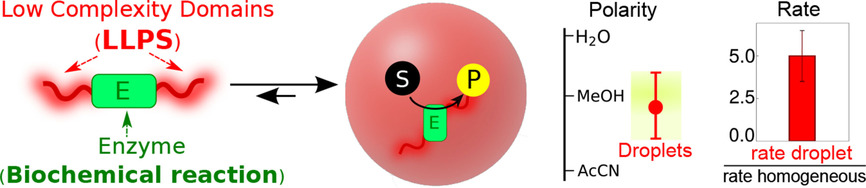 Acceleration of an Enzymatic Reaction in Liquid Phase Separated Compartments Based on Intrinsically Disordered Protein Domains Issue 4, 2020